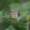 Common Silverline 