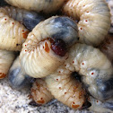 Beetle larvae
