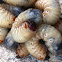 Beetle larvae