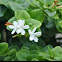 Natal Plum