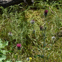 Bull Thistle?