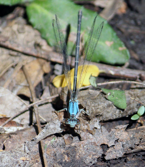 Spotting Image 1