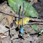 Damselfly