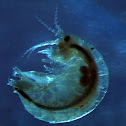 Amphipod