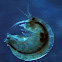 Amphipod
