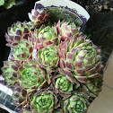 succulent