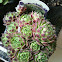 succulent