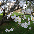 Apple Blossom??