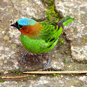 Saíra-militar ou Saíra-de-lenço (Red-necked Tanager)