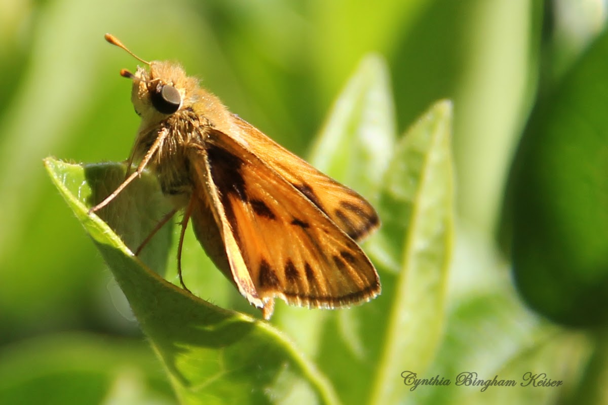 (Male) Fiery Skipper
