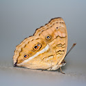 Peacock Pansy