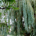 Willow Tree