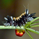 Milkweed tussock moth caterpillar