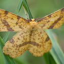 False Crocus Geometer Moth