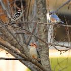 Downy & Red-Bellied Woodpecker and Eastern Bluebird (all males)