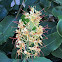 Kahili Ginger