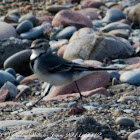 White Wagtail; Lavandera Blanca