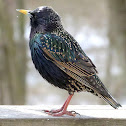 European Starlings