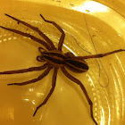 Wolf Spider