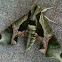 Pandora Sphinx Moth