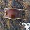 Thorney skate