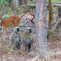 Gray Langur
