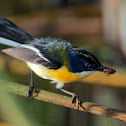 Many-coloured Rush Tyrant