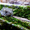 Fowler's Toad