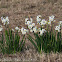 Rush Daffodil or Jonquil; Junquillo