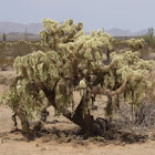 Devil Cholla Cactus