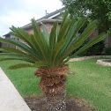 Sago palm