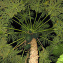 Papaya