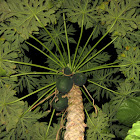 Papaya