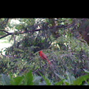 Red cardinal