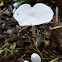 Leucocoprinus