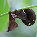 Fruit piercing moth
