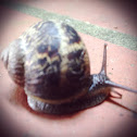 Snail