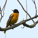 Baltimore Oriole