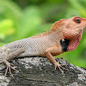 Oriental Garden Lizard
