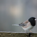 Dark-eyed Junco