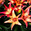 L.A. Hybrid Lily 