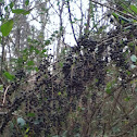 Privet