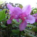 Weigela 'Minuet'