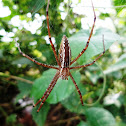 Brown recluse spider