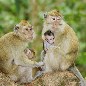 Monkey Family's by Irfan Hikmawan - Animals Other Mammals