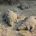 Crocodile