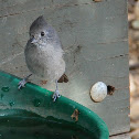 Oak Titmouse