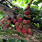 Blackberry