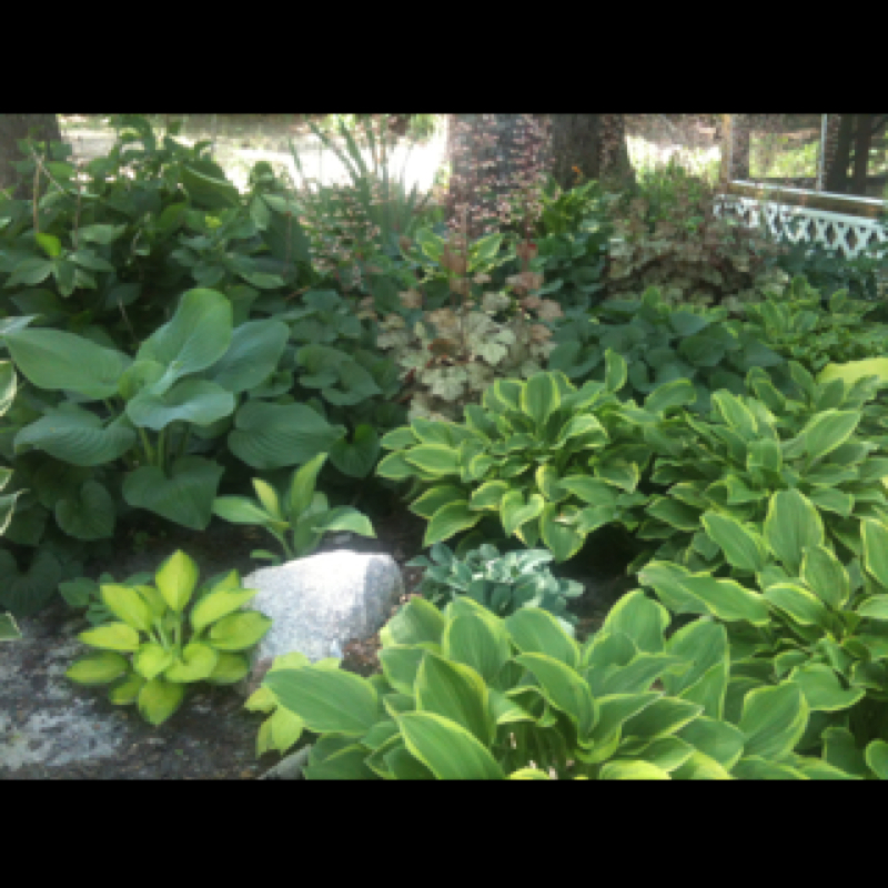 Hosta
