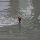 Double-crested Cormorant